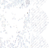 whitewedding10